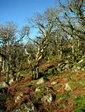 Black-a-tor Copse