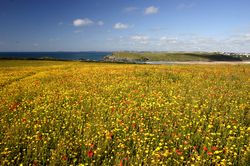 West Pentire - Corn Marigolds and Red Poppies