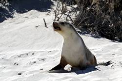 Seal bay conservation park